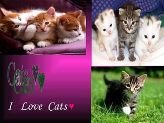 Cats ♥ I  Love  Cats   ♥ 