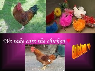 Chicken ♥ We take care the chicken  ♥ 