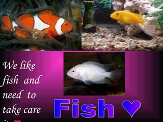 Fish ♥ We like fish  and need  to take care it.  ♥ 