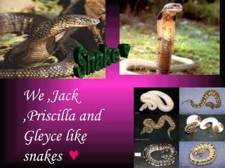 Snake ♥ We ,Jack ,Priscilla and Gleyce like  snakes  ♥ 