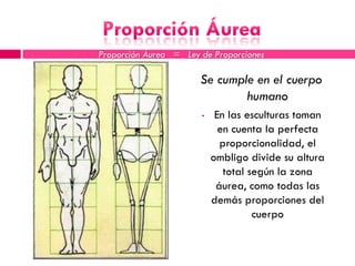 Proporción Áurea = Ley de Proporciones

                       Se cumple en el cuerpo
                               humano
                       •    En las esculturas toman
                             en cuenta la perfecta
                             proporcionalidad, el
                           ombligo divide su altura
                              total según la zona
                            áurea, como todas las
                           demás proporciones del
                                     cuerpo
 