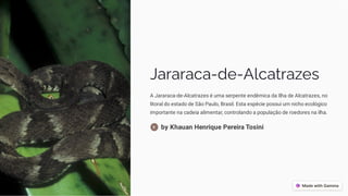 Jararaca-de-Alcatrazes
A Jararaca-de-Alcatrazes é uma serpente endêmica da Ilha de Alcatrazes, no
litoral do estado de São Paulo, Brasil. Esta espécie possui um nicho ecológico
importante na cadeia alimentar, controlando a população de roedores na ilha.
by Khauan Henrique Pereira Tosini
 