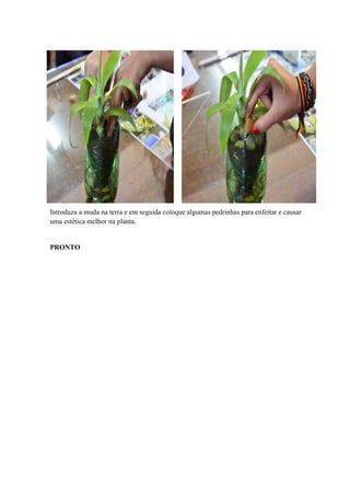 Introduza a muda na terra e em seguida coloque algumas pedrinhas para enfeitar e causar
uma estética melhor na planta.

PRONTO

 