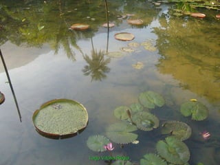 Lago Vitória Régia
 
