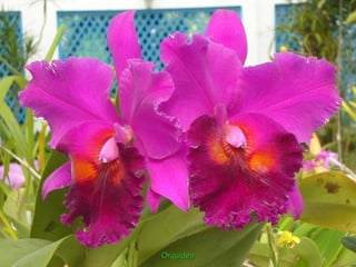 Orquídea
 