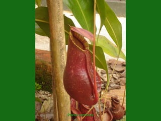 Planta carnívora
 
