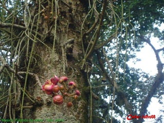 Calu: Julho08
Musica: Falando de Amor - Tom Jobim
 