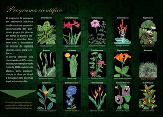 Programa científico
O programa de pesquisa
em taxonomia botânica
do JBP colabora para o inventariamento dos principais grupos de plantas
em todos os biomas brasileiros e contribui também com a descoberta
de dezenas de espécies
vegetais novas para a ciência.
O acervo botânico vivo
conservado no JBP é constituído por exemplares de
mais de 3700 espécies de
plantas, com predominância da flora do Brasil
e destaque para diversas
espécies ameaçadas.

Marantaceae

Amaryllidaceae

Verbenaceae

Gesneriaceae

Begoniaceae

Calathea pavonii

Hippeastrum reginae

Glandularia aristigera

Sinningia araneosa

Begonia moysesii

Araceae

Cactaceae

Passiﬂoraceae

Bignoniaceae

Arecaceae

Spathicarpa gardneri

Opuntia elata

Passiﬂora vitifolia

Adenocalymma magniﬁcum

Syagrus microphylla

Costaceae

Convolvulaceae

Heliconiaceae

Aristolochiaceae

Acanthaceae

Chamaecostus cuspidatus

Evolvulus brevifolius

Heliconia densiﬂora

Aristolochia elegans

Justicia ﬂoribunda

Principais grupos botânicos
pesquisados pela equipe do
Jardim Botânico Plantarum

 