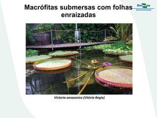 Macrófitas submersas com folhas
enraizadas
Victoria amazonica (Vitória Regia)
 