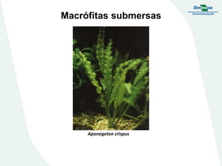 Macrófitas submersas
Aponogeton crispus
 
