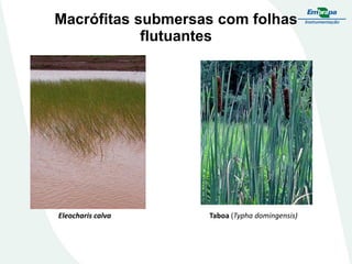 Macrófitas submersas com folhas
flutuantes
Eleocharis calva Taboa (Typha domingensis)
 