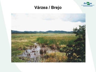 Várzea / Brejo
 