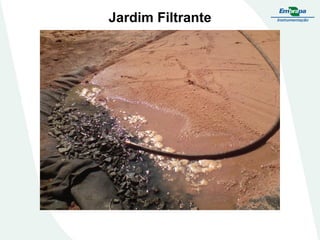 Jardim Filtrante
 
