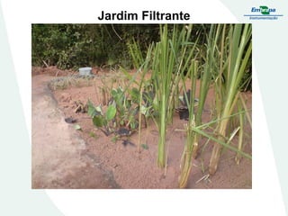 Jardim Filtrante
 