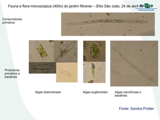 Fauna e flora microscópica (400x) do jardim filtrante – Sítio São João, 24 de abril de 2013
Consumidores
primários
Produtores
primários e
bactérias
Algas diatomáceas Algas euglenóides Algas cianofíceas e
bactérias
Fonte: Sandra Protter
 