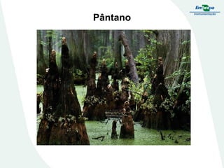 Pântano
 