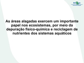 As áreas alagadas exercem um importante
papel nos ecosistemas, por meio da
depuração fisico-química e reciclagem de
nutrientes dos sistemas aquáticos
 