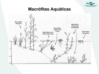 Macrófitas Aquáticas
 