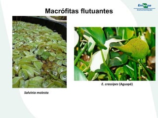 Macrófitas flutuantes
Salvinia molesta
E. crassipes (Aguapé)
 