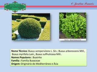 O Jardim Francês
Jardim Clássico
 Francês




 Nome Técnico: Buxus sempervirens L. Sin.: Buxus arborescens Mill.,
  Buxus myrifolia Lam., Buxus suffruticosa Mill..
 Nomes Populares : Buxinho
 Família : Família Buxaceae
 Origem: Originário do Mediterrâneo e Ásia
 
