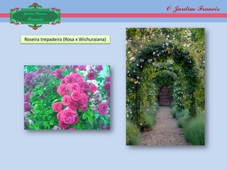 O Jardim Francês
Jardim Clássico
 Francês


Roseira trepadeira (Rosa x Wichuraiana)
 