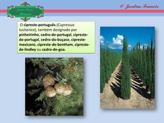 O Jardim Francês
Jardim Clássico
 Francês

  O cipreste-português (Cupressus
 lusitanica), também designado por
 pinheirinho, cedro-de-portugal, cipreste-
 de-portugal, cedro-do-buçaco, cipreste-
 mexicano, cipreste-de-bentham, cipreste-
 de-lindley ou cedro-de-goa.
 