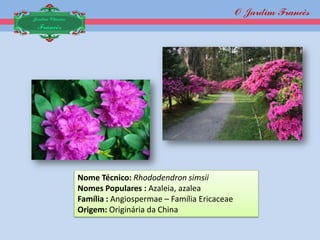 O Jardim Francês
Jardim Clássico
 Francês




                  Nome Técnico: Rhododendron simsii
                  Nomes Populares : Azaleia, azalea
                  Família : Angiospermae – Família Ericaceae
                  Origem: Originária da China
 