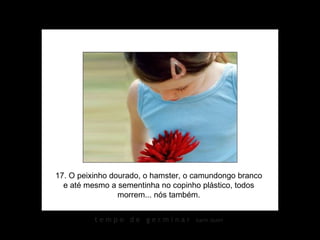 17. O peixinho dourado, o hamster, o camundongo branco e até mesmo a sementinha no copinho plástico, todos morrem... nós também. 