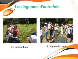 Les légumes d’autrefois




La topinambour    L’oignon de sisco
La topinambour
 