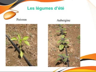 Les légumes d’été

 Poivron                Aubergine




La topinambour
 