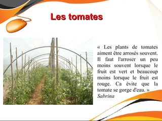 Les tomates


         « Les plants de tomates
         aiment être arrosés souvent.
         Il faut l'arroser un peu
         moins souvent lorsque le
         fruit est vert et beaucoup
         moins lorsque le fruit est
         rouge. Ca évite que la
         tomate se gorge d'eau. »
         Sabrina
 