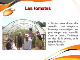 Les tomates


         « Bettina nous donne des
         conseils : pour remplacer
         l'arrosage automatique , on
         peut couper une bouteille
         d'eau en deux , l'enfoncer
         au pied de la plante, et la
         remplir d'eau. »
         Marie-Pascale
 