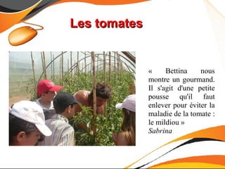 Les tomates


              «     Bettina    nous
              montre un gourmand.
              Il s'agit d'une petite
              pousse qu'il faut
              enlever pour éviter la
              maladie de la tomate :
              le mildiou »
              Sabrina
 