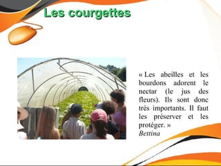 Les courgettes



                 « Les abeilles et les
                 bourdons adorent le
                 nectar (le jus des
                 fleurs). Ils sont donc
                 très importants. Il faut
                 les préserver et les
                 protéger. »
                 Bettina
 