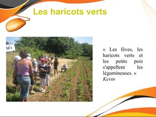 Les haricots verts



                « Les fèves, les
                haricots verts et
                les petits pois
                s'appellent     les
                légumineuses. »
                Kevin
 