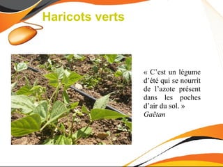 Haricots verts



                 « C’est un légume
                 d’été qui se nourrit
                 de l’azote présent
                 dans les poches
                 d’air du sol. »
                 Gaëtan
 
