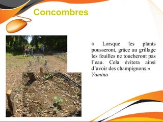 Concombres


             «     Lorsque     les   plants
             pousseront, grâce au grillage
             les feuilles ne toucheront pas
             l’eau. Cela évitera ainsi
             d’avoir des champignons.»
             Yamina
 