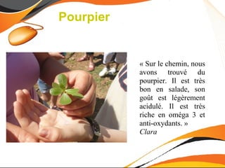 Pourpier


           « Sur le chemin, nous
           avons trouvé du
           pourpier. Il est très
           bon en salade, son
           goût est légèrement
           acidulé. Il est très
           riche en oméga 3 et
           anti-oxydants. »
           Clara
 