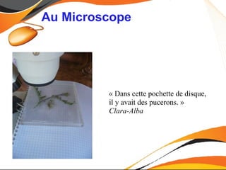 Au Microscope




         « Dans cette pochette de disque,
         il y avait des pucerons. »
         Clara-Alba
 