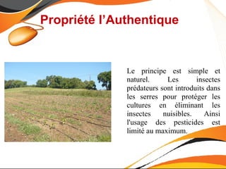 Propriété l’Authentique


              Le principe est simple et
              naturel.     Les       insectes
              prédateurs sont introduits dans
              les serres pour protéger les
              cultures en éliminant les
              insectes    nuisibles.    Ainsi
              l'usage des pesticides est
              limité au maximum.
 