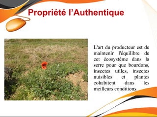 Propriété l’Authentique


               L'art du producteur est de
               maintenir l'équilibre de
               cet écosystème dans la
               serre pour que bourdons,
               insectes utiles, insectes
               nuisibles    et     plantes
               cohabitent     dans     les
               meilleurs conditions.
 