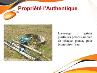 Propriété l’Authentique



               L'arrosage     :    gaines
               plastiques percées au pied
               de chaque plante, pour
               économiser l'eau.
 