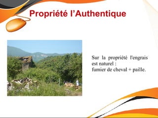 Propriété l’Authentique



              Sur la propriété l'engrais
              est naturel :
              fumier de cheval + paille.
 