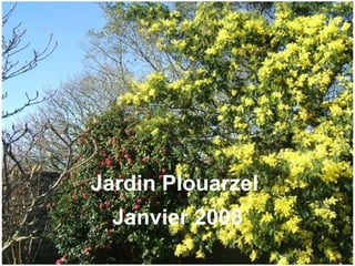 Jardin Plouarzel Janvier 2008 