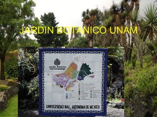 JARDIN BOTANICO UNAM
 