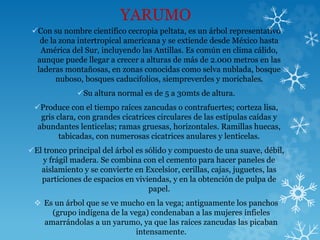YARUMO
Con su nombre científico cecropia peltata, es un árbol representativo
de la zona intertropical americana y se extiende desde México hasta
América del Sur, incluyendo las Antillas. Es común en clima cálido,
aunque puede llegar a crecer a alturas de más de 2.000 metros en las
laderas montañosas, en zonas conocidas como selva nublada, bosque
nuboso, bosques caducifolios, siempreverdes y morichales.
Su altura normal es de 5 a 30mts de altura.
Produce con el tiempo raíces zancudas o contrafuertes; corteza lisa,
gris clara, con grandes cicatrices circulares de las estípulas caídas y
abundantes lenticelas; ramas gruesas, horizontales. Ramillas huecas,
tabicadas, con numerosas cicatrices anulares y lenticelas.
El tronco principal del árbol es sólido y compuesto de una suave, débil,
y frágil madera. Se combina con el cemento para hacer paneles de
aislamiento y se convierte en Excelsior, cerillas, cajas, juguetes, las
particiones de espacios en viviendas, y en la obtención de pulpa de
papel.
 Es un árbol que se ve mucho en la vega; antiguamente los panchos
(grupo indígena de la vega) condenaban a las mujeres infieles
amarrándolas a un yarumo, ya que las raíces zancudas las picaban
intensamente.
 