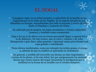 EL NOGAL
 O junglans regia, es un árbol monoico y caducifolio de la familia de las
Juglandaceae en el orden de las Fagales. Es la especie del género más
difundida en Europa, extendiéndose por todo el suroeste y centro de Asia,
hasta el Himalaya y sudoeste de China.
 Es cultivado por la madera, las hojas aromáticas y el fruto comestible
(nueces), y también como ornamental.
 llega a los 25 m de altura con un tronco que puede llegar a superar los 2
m de diámetro. De este tronco, que es corto y robusto y de color
blanquecino o gris claro, salen gruesas y vigorosas ramas para formar una
copa grande y redondeada.
 Tiene efectos medicinales, como por ejemplo los ácidos grasos el omega
3, además de que su madera es apreciada en ebanistería.
 En general, a medida del recorrido nos decían un dato importante o
curioso de la planta, el de este árbol, fue que antiguamente los muiscas
decían que comer nueces del nogal, fomentaba la inteligencia por la
similitud en la forma de su semilla con el cerebro humano.
 