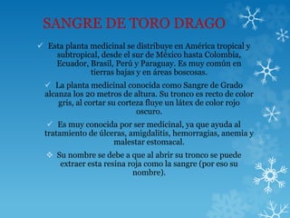 SANGRE DE TORO DRAGO
 Esta planta medicinal se distribuye en América tropical y
subtropical, desde el sur de México hasta Colombia,
Ecuador, Brasil, Perú y Paraguay. Es muy común en
tierras bajas y en áreas boscosas.
 La planta medicinal conocida como Sangre de Grado
alcanza los 20 metros de altura. Su tronco es recto de color
gris, al cortar su corteza fluye un látex de color rojo
oscuro.
 Es muy conocida por ser medicinal, ya que ayuda al
tratamiento de úlceras, amigdalitis, hemorragias, anemia y
malestar estomacal.
 Su nombre se debe a que al abrir su tronco se puede
extraer esta resina roja como la sangre (por eso su
nombre).
 