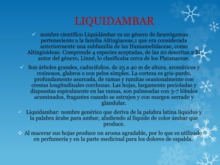 LIQUIDAMBAR
 nombre científico Liquidámbar es un género de fanerógamas
perteneciente a la familia Altingiaceae,1 que era considerada
anteriormente una subfamilia de las Hamamelidaceae, como
Altingioideae. Comprende 4 especies aceptadas, de las 20 descritas.2 El
autor del género, Linné, lo clasificaba cerca de los Platanaceae.
 Son árboles grandes, caducifolios, de 25 a 40 m de altura, aromáticos y
resinosos, glabros o con pelos simples. La corteza es gris-pardo,
profundamente asurcada, de ramas y ramitas ocasionalmente con
crestas longitudinales corchozas. Las hojas, largamente pecioladas y
dispuestas espiralmente en las ramas, son palmeadas con 3-7 lóbulos
acuminados, fragantes cuando se estrujen y con margen serrado y
glandular.
 Liquidambar: nombre genérico que deriva de la palabra latina liquidus y
la palabra árabe para ambar, aludiendo al líquido de color ámbar que
produce.
 Al macerar sus hojas produce un aroma agradable, por lo que es utilizado
en perfumería y en la parte medicinal para los dolores de espalda.
 