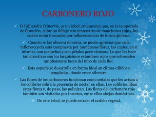 CARBONERO ROJO
 O Calliandra Trinervia, es un árbol ornamental que, en la temporada
de floración, cubre su follaje con centenares de manchones rojos, los
cuales están formados por inflorescencias de forma globosa.
 Cuando se las observa de cerca, se puede apreciar que cada
inflorescencia está compuesta por numerosas flores, las cuales, en sí
mismas, son pequeñas y con pétalos poco vistosos. Lo que las hace
tan atractivas son los larguísimos estambres rojos que sobresalen
ampliamente fuera del tubo de cada flor.
 Esta especie se desarrolla en forma ideal en climas cálidos y
templados, donde crece silvestre.
 Las flores de los carboneros funcionan como señales que les avisan a
los colibríes sobre la presencia de néctar en ellas. Los colibríes liban
estas flores y, de paso, las polinizan. Las flores del carbonero rojo
también son visitadas por insectos, entre ellos abejas domésticas.
 De este árbol, se puede extraer el carbón vegetal.
 